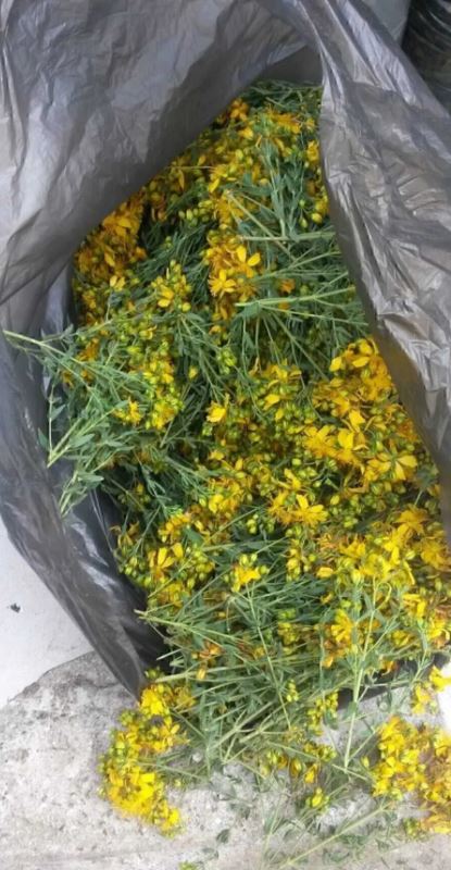 Kantaron Yağı Ev Yapımı 100ml